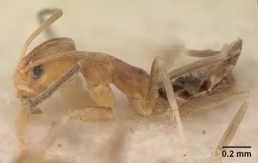 Tapinoma modestum - SAM-HYM-C004805