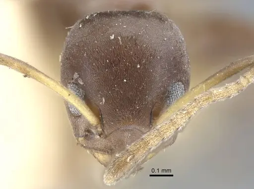 Tapinoma muelleri specimen