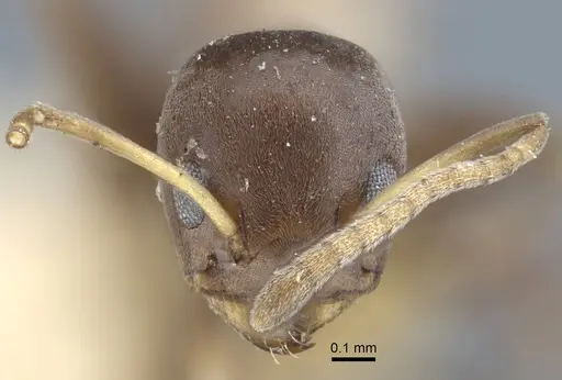 Tapinoma muelleri specimen