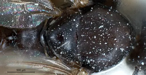 Tapinoma nigerrimum specimen