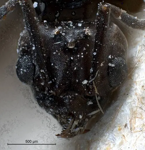 Tapinoma nigerrimum specimen