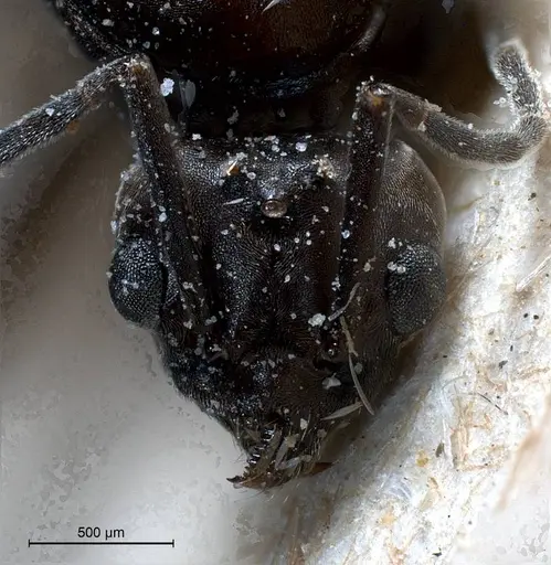 Tapinoma nigerrimum specimen