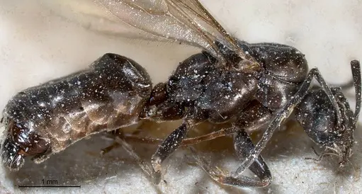 Tapinoma nigerrimum - ANTWEB1008477