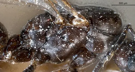 Tapinoma nigerrimum - ANTWEB1008477