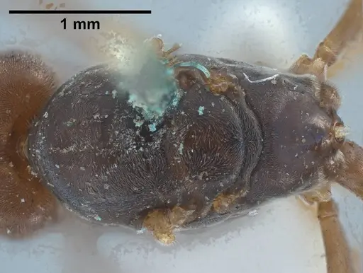 Tapinoma nigerrimum - ANTWEB1038036