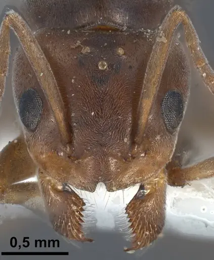 Tapinoma nigerrimum - ANTWEB1038036