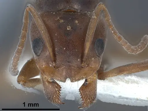 Tapinoma nigerrimum - ANTWEB1038036