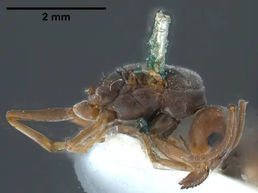 Tapinoma nigerrimum - ANTWEB1038036