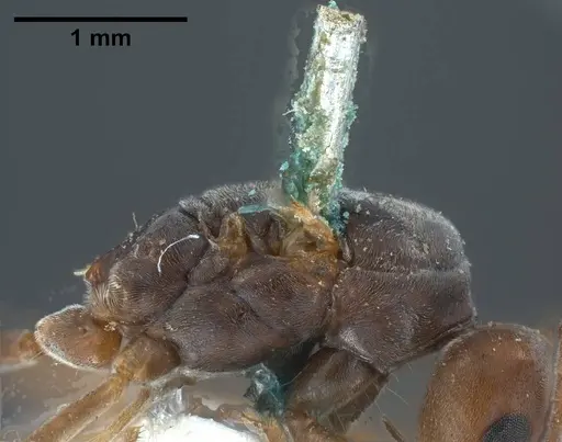 Tapinoma nigerrimum - ANTWEB1038036