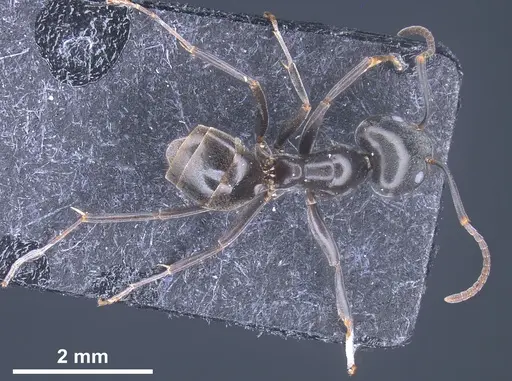 Tapinoma nigerrimum - ANTWEB1041293