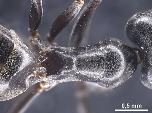 Tapinoma nigerrimum - ANTWEB1041293