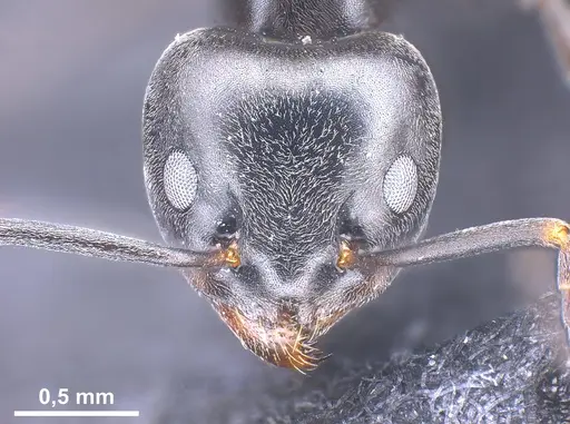 Tapinoma nigerrimum - ANTWEB1041293