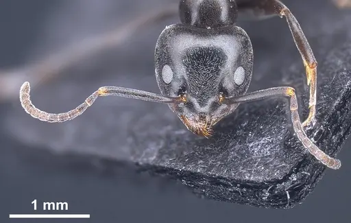 Tapinoma nigerrimum - ANTWEB1041293