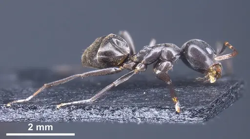 Tapinoma nigerrimum - ANTWEB1041293