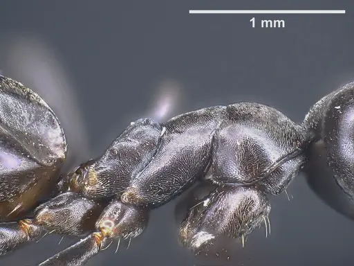 Tapinoma nigerrimum - ANTWEB1041293