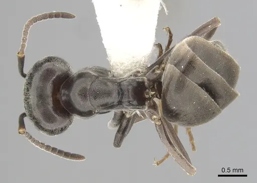 Tapinoma nigerrimum - CASENT0249772