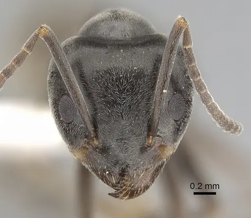 Tapinoma nigerrimum - CASENT0249772