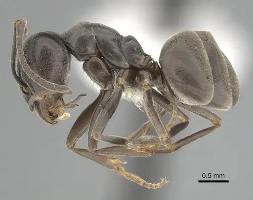 Tapinoma nigerrimum - CASENT0249772