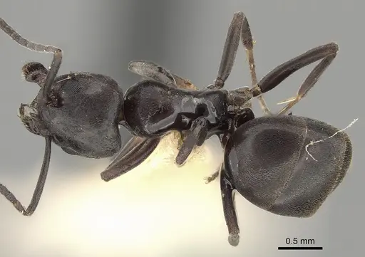 Tapinoma nigerrimum - CASENT0280682