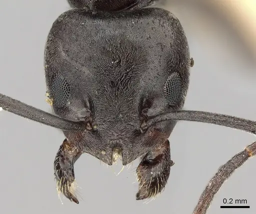 Tapinoma nigerrimum - CASENT0280682