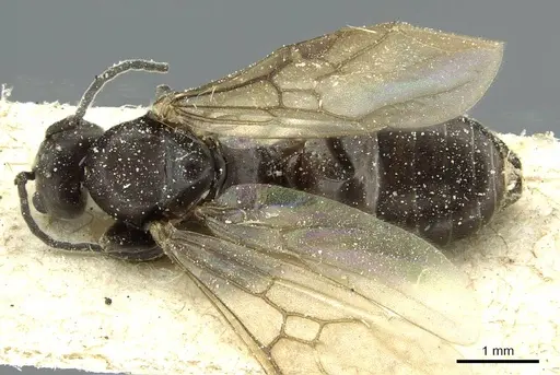 Tapinoma nigerrimum - CASENT0911578