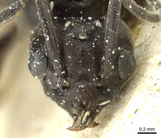 Tapinoma nigerrimum - CASENT0911578