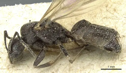 Tapinoma nigerrimum - CASENT0911578