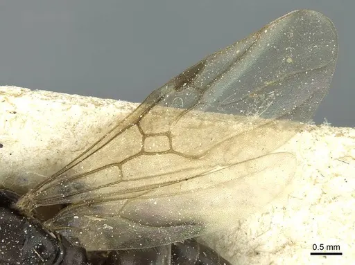 Tapinoma nigerrimum - CASENT0911578