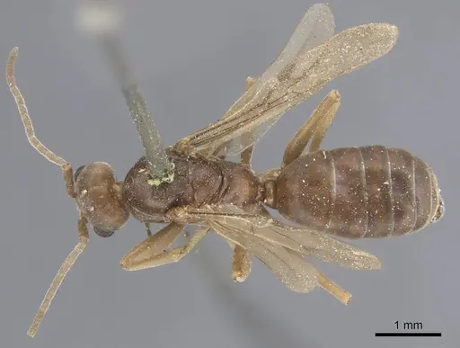 Tapinoma nigerrimum - CASENT0915547