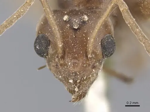 Tapinoma nigerrimum - CASENT0915547