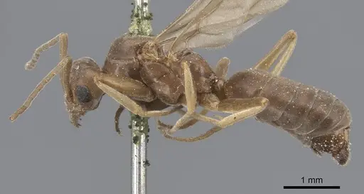 Tapinoma nigerrimum - CASENT0915547