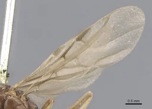 Tapinoma nigerrimum - CASENT0915547