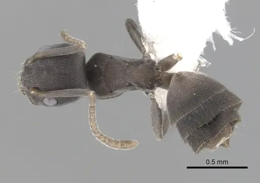 Tapinoma opacum specimen