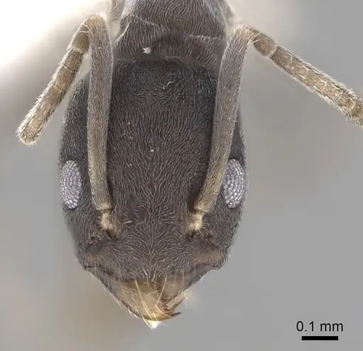 Tapinoma opacum specimen