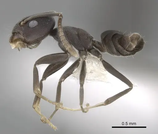 Tapinoma opacum specimen