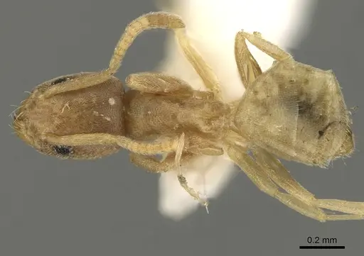 Tapinoma panamense specimen