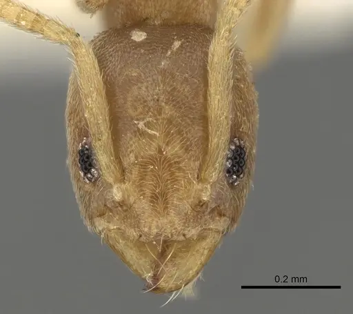 Tapinoma panamense specimen