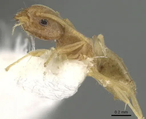 Tapinoma panamense specimen