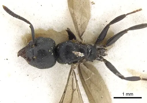 Tapinoma philippinense specimen