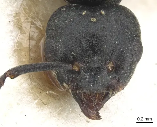 Tapinoma philippinense specimen