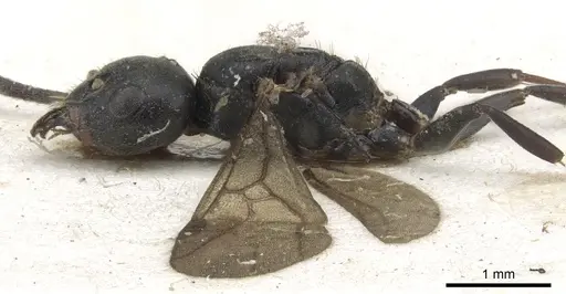 Tapinoma philippinense specimen