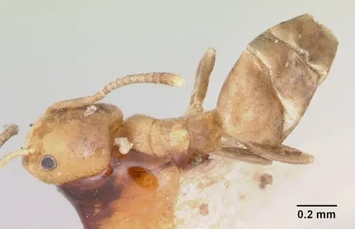 Tapinoma pomone specimen