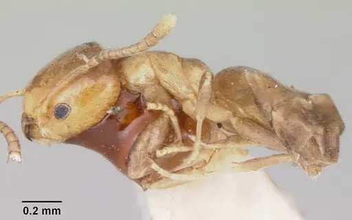 Tapinoma pomone specimen