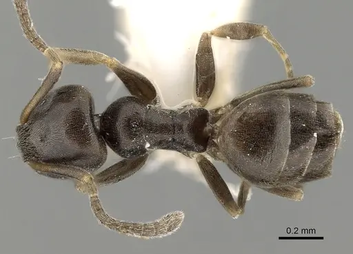 Tapinoma pygmaeum specimen