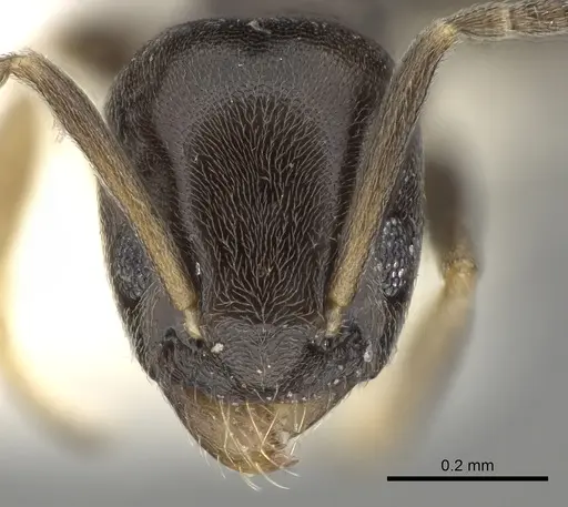 Tapinoma pygmaeum specimen