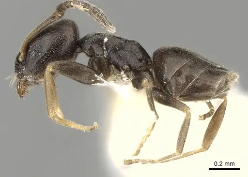 Tapinoma pygmaeum specimen