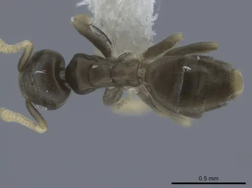 Tapinoma ramulorum specimen