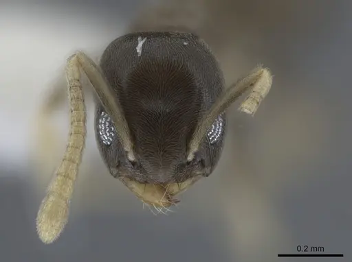 Tapinoma ramulorum specimen