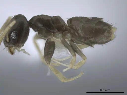 Tapinoma ramulorum specimen