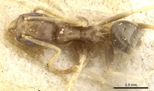 Tapinoma ramulorum - CASENT0904028